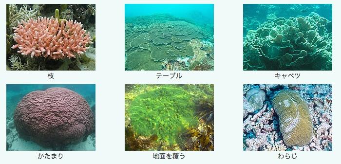 写真) サンゴの形