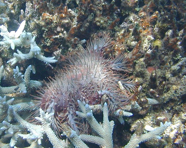 写真) サンゴを捕食するオニヒトデ