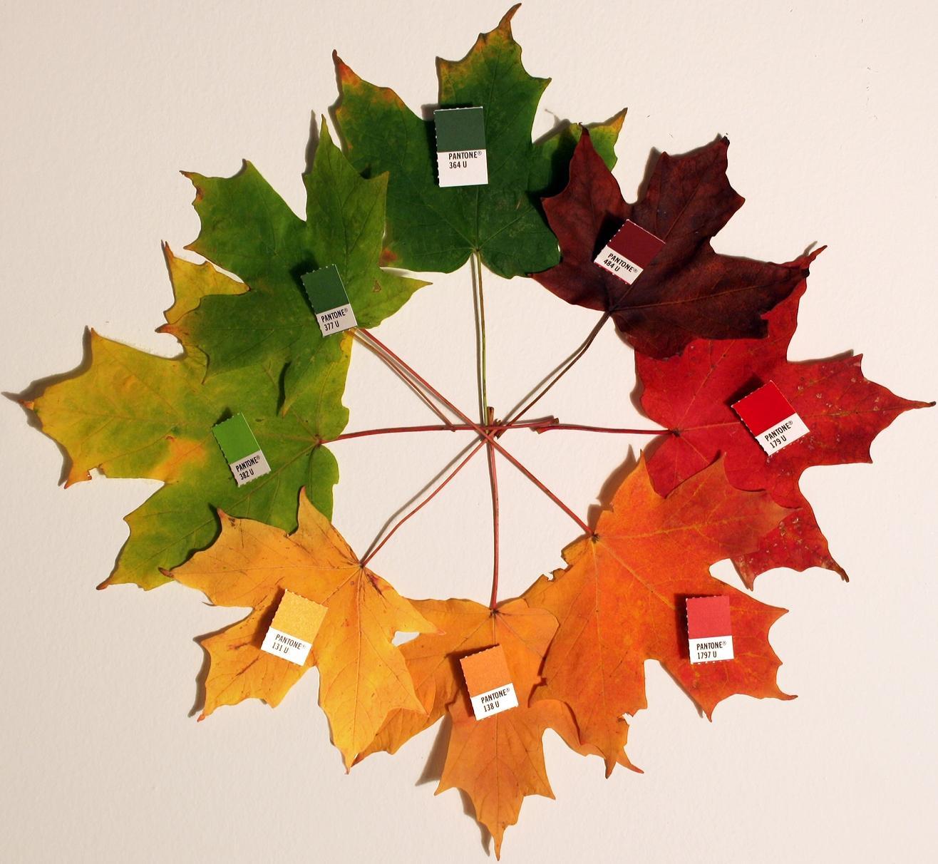 写真)カエデの紅葉の各段階