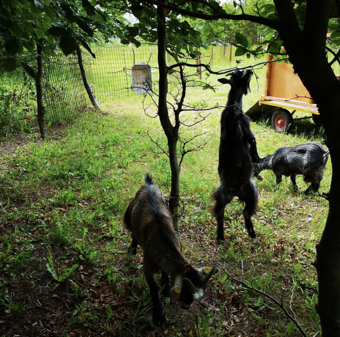写真)各種動物も飼育している