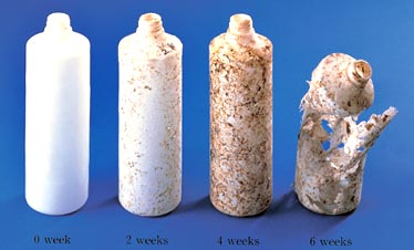 写真)生分解性プラスチックが分解されていく過程