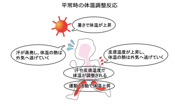 画像)「平常時の体温調節反応」