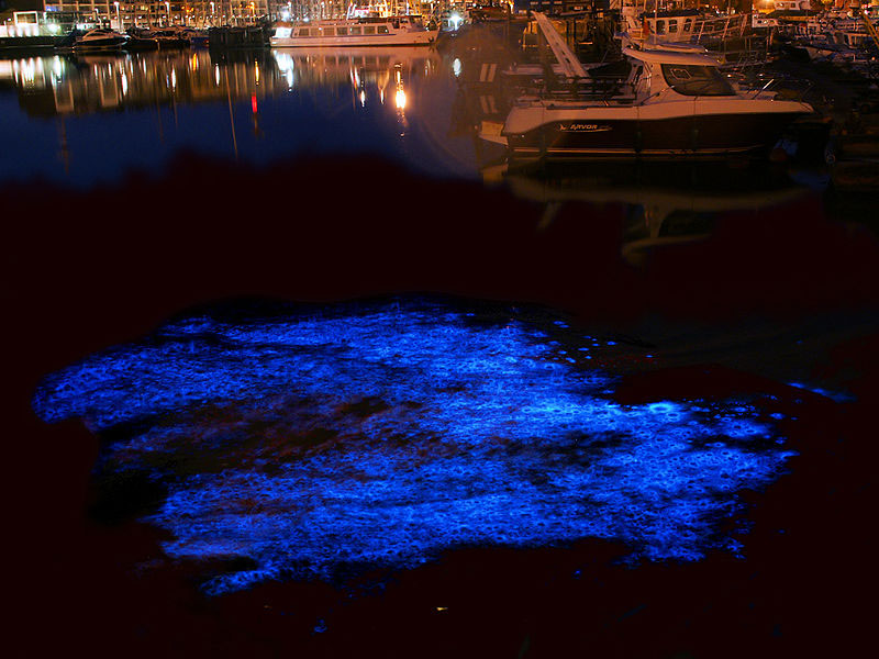 写真)夜光虫が発光している海面(ベルギー)