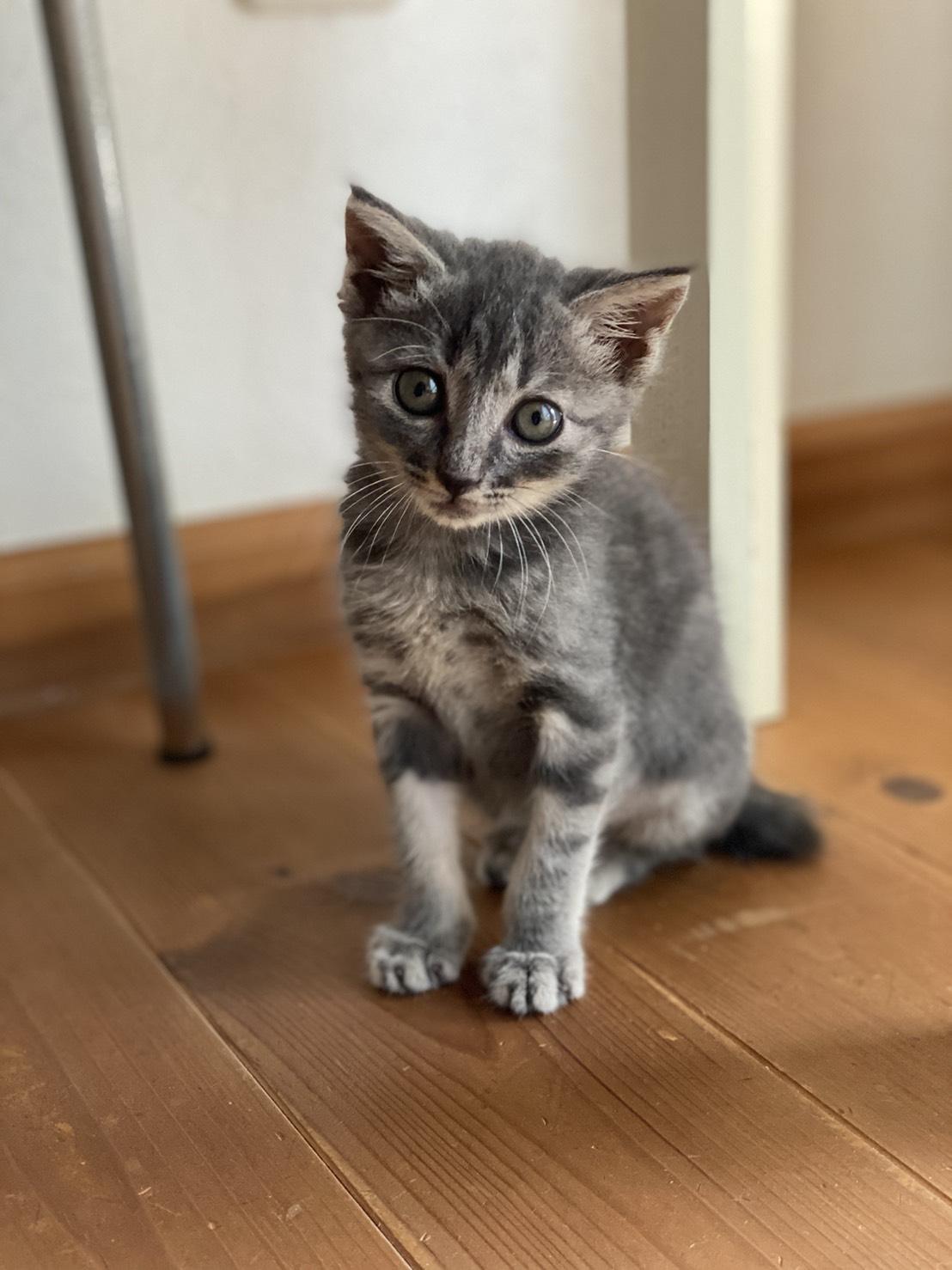 画像)エネフロ編集部知人の保護猫