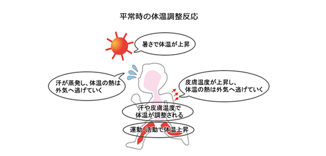 図2:平常時の体温調整反応