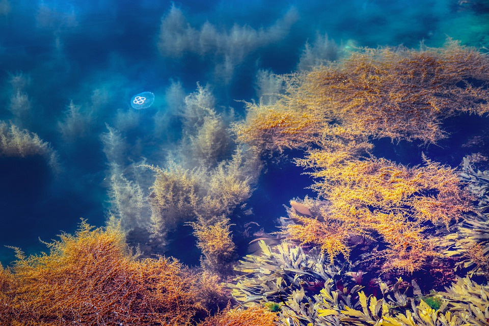 写真）海藻　イメージ