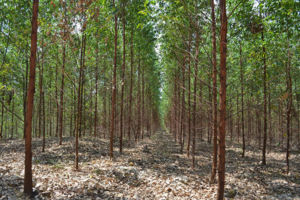 写真3:APPの管理地で整然と広がるユーカリの植樹林