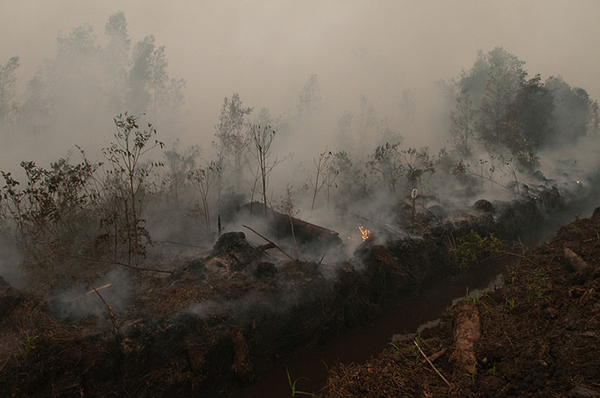 写真7:カリマンタン島の森林火災 鎮火後の様子(2015年10月)