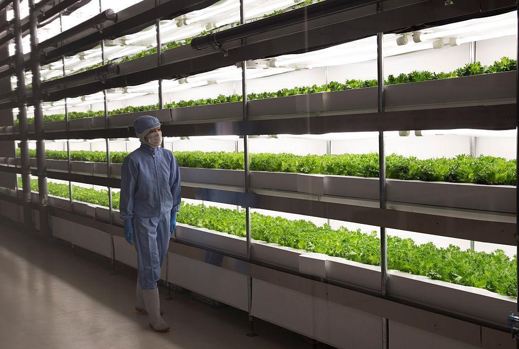 写真)パナソニックの植物工場のクリーンルーム内でLEDライトの下、栽培されたレタスを作業員がチェックする様子。(記事とは直接関係ありません)2016年11月30日 福島