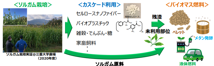 図)ソルガムのカスケード利用概念図