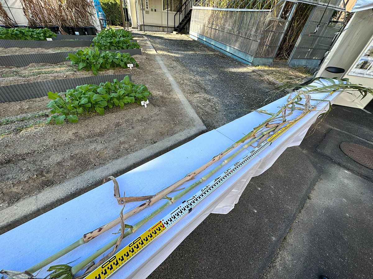 写真)ソルガム 育つと長さはゆうに5メートルを超える
