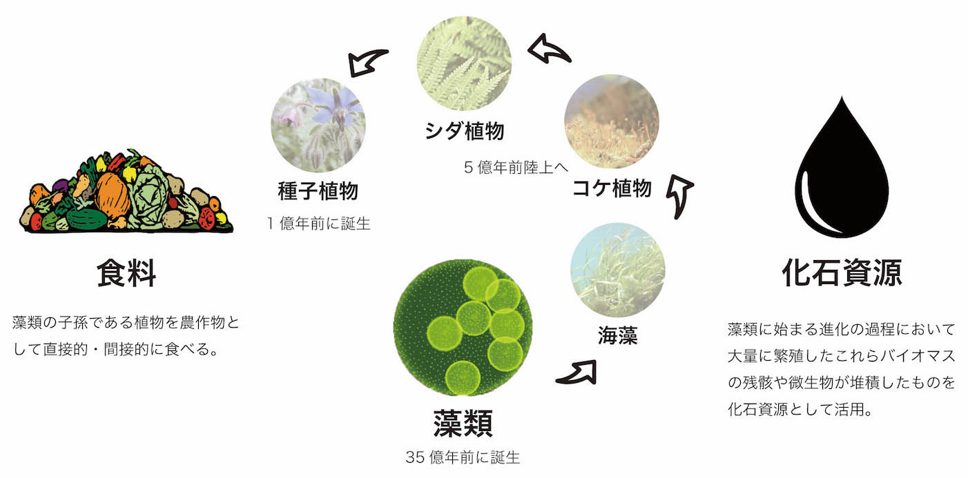 図)藻の進化の過程