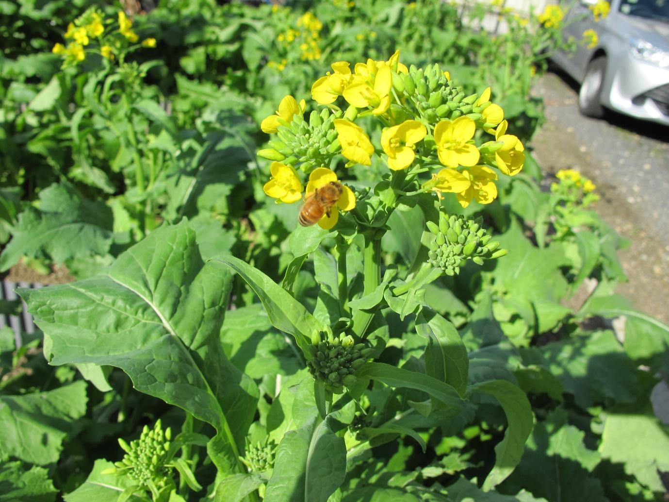 写真)愛知の伝統野菜 大高菜