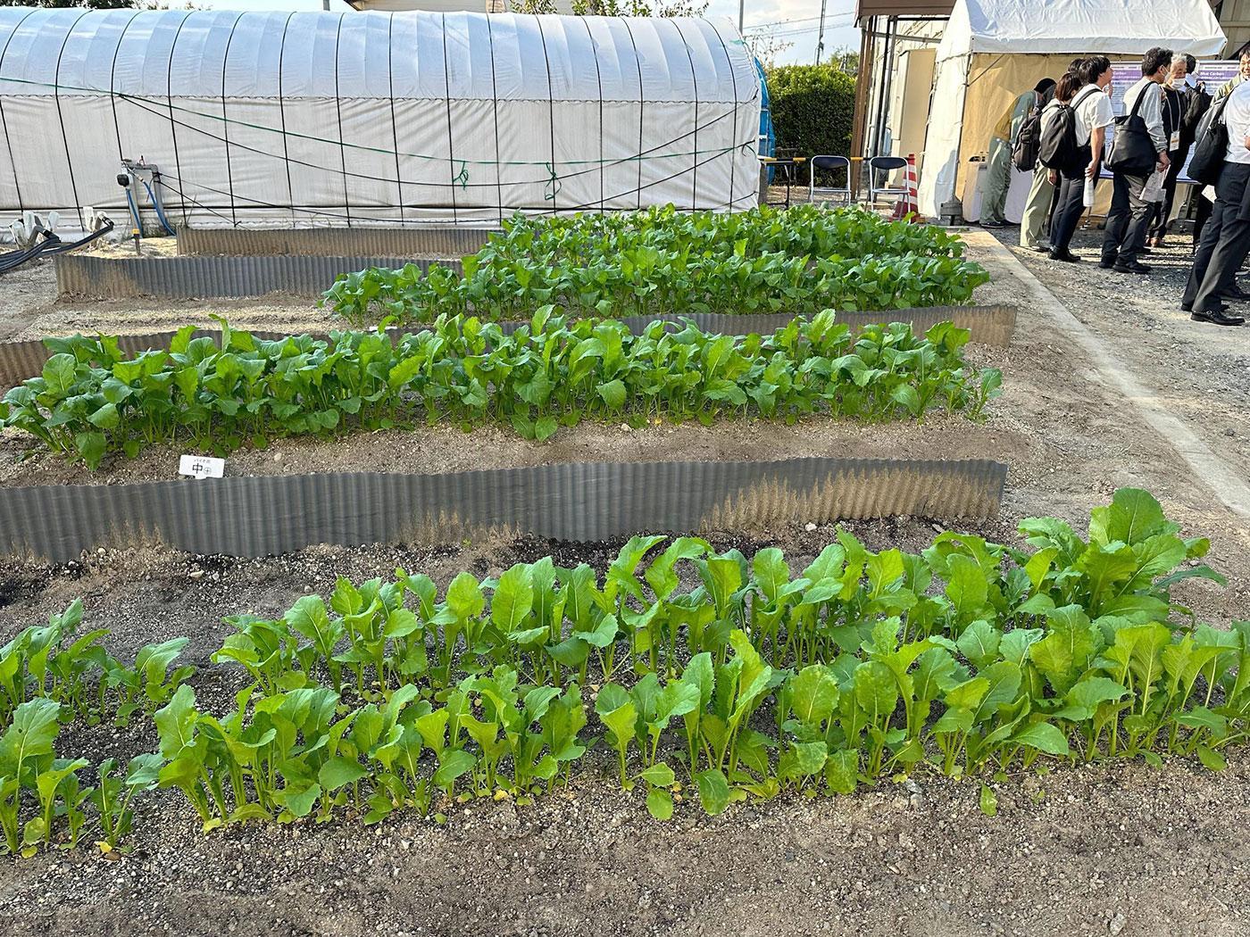 写真)栽培試験中の大高菜。投入するバイオ炭の量を変えて成育や品質を調査している。