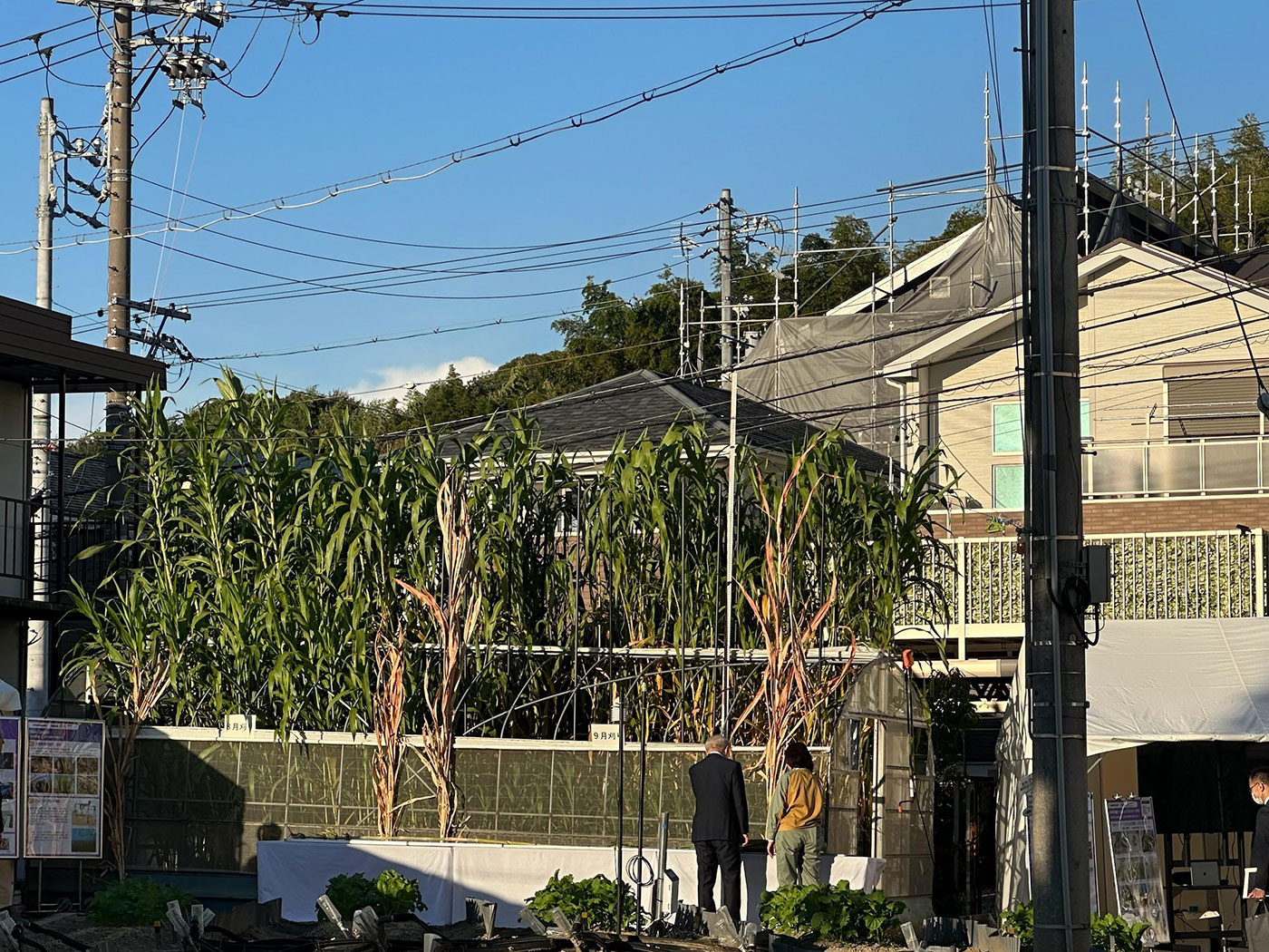写真)大きく成長するソルガム
