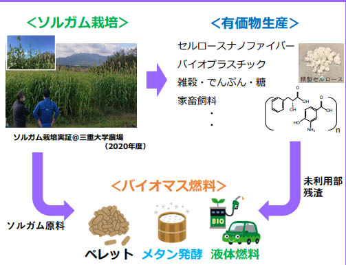図)ソルガムのカスケード利用の概要
