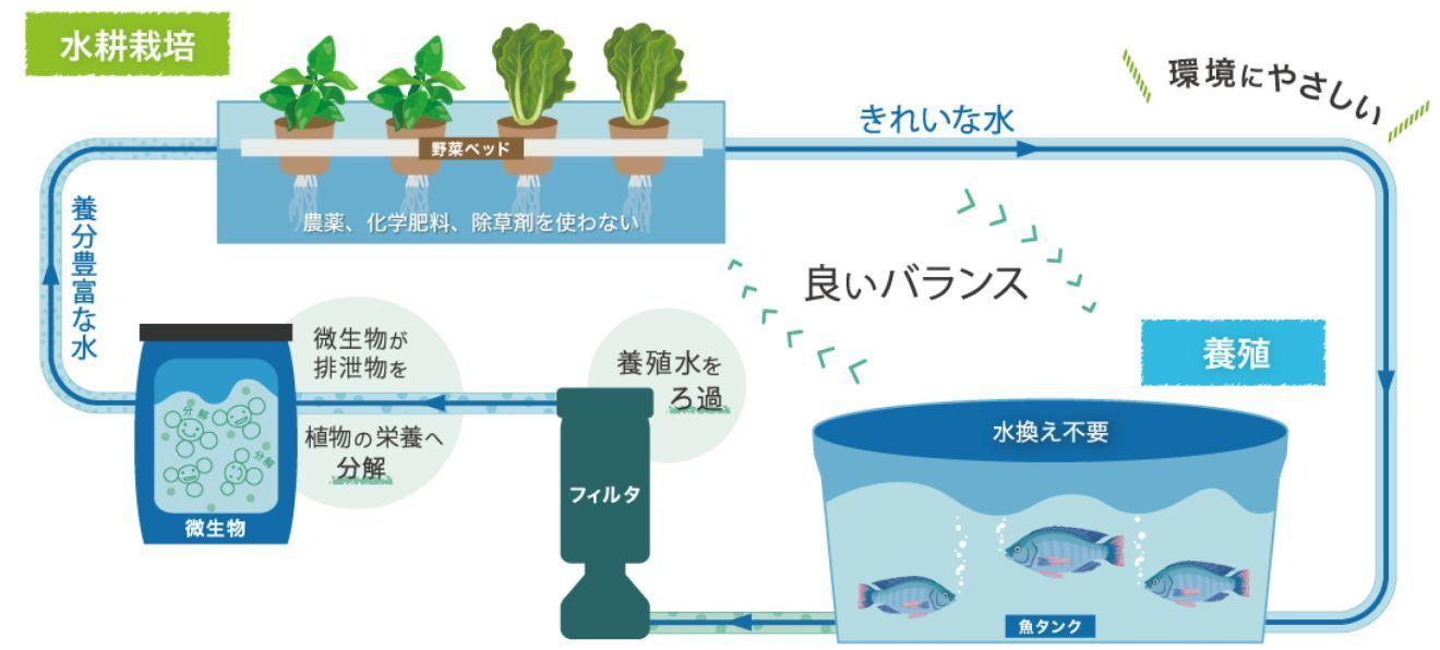 図)アクアポニックスの概念図