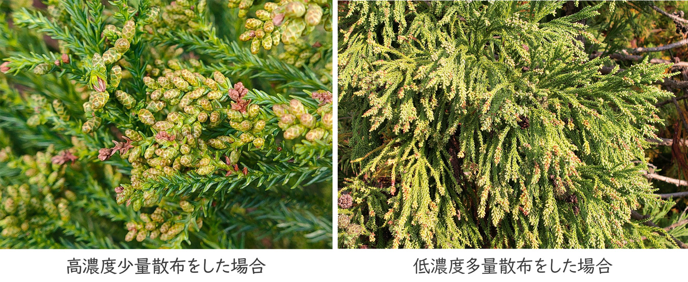 写真)高濃度少量散布をした場合 低濃度多量散布をした場合