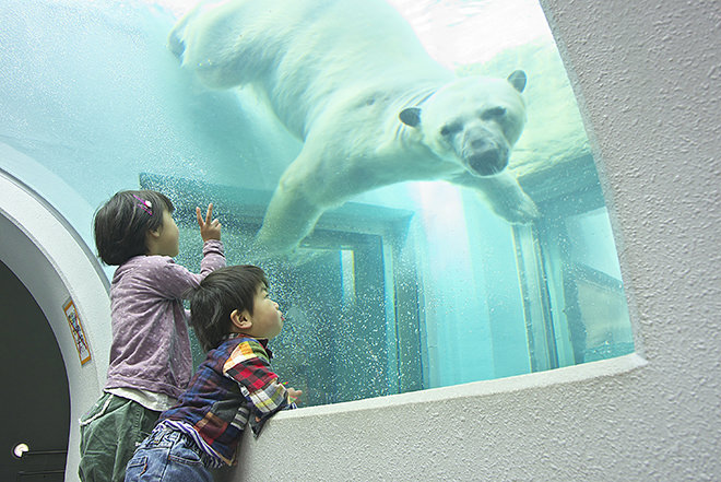 写真)ホッキョクグマのロッシー